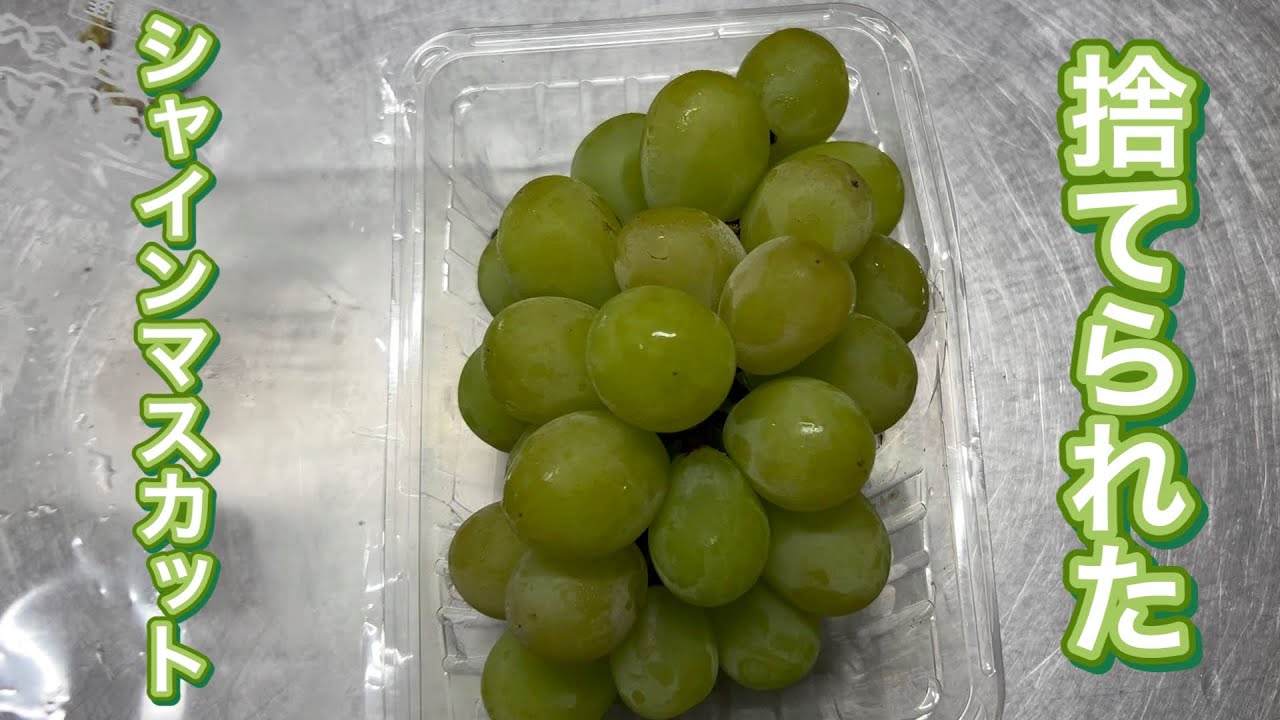 高級シャインマスカットが廃棄！？商品にならないものは動物達が美味しくいただきます♫