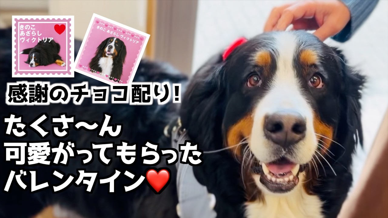 バーニーズをいつも可愛がってくれる皆さまへ❤️感謝のチョコ配りをしてきました🍫