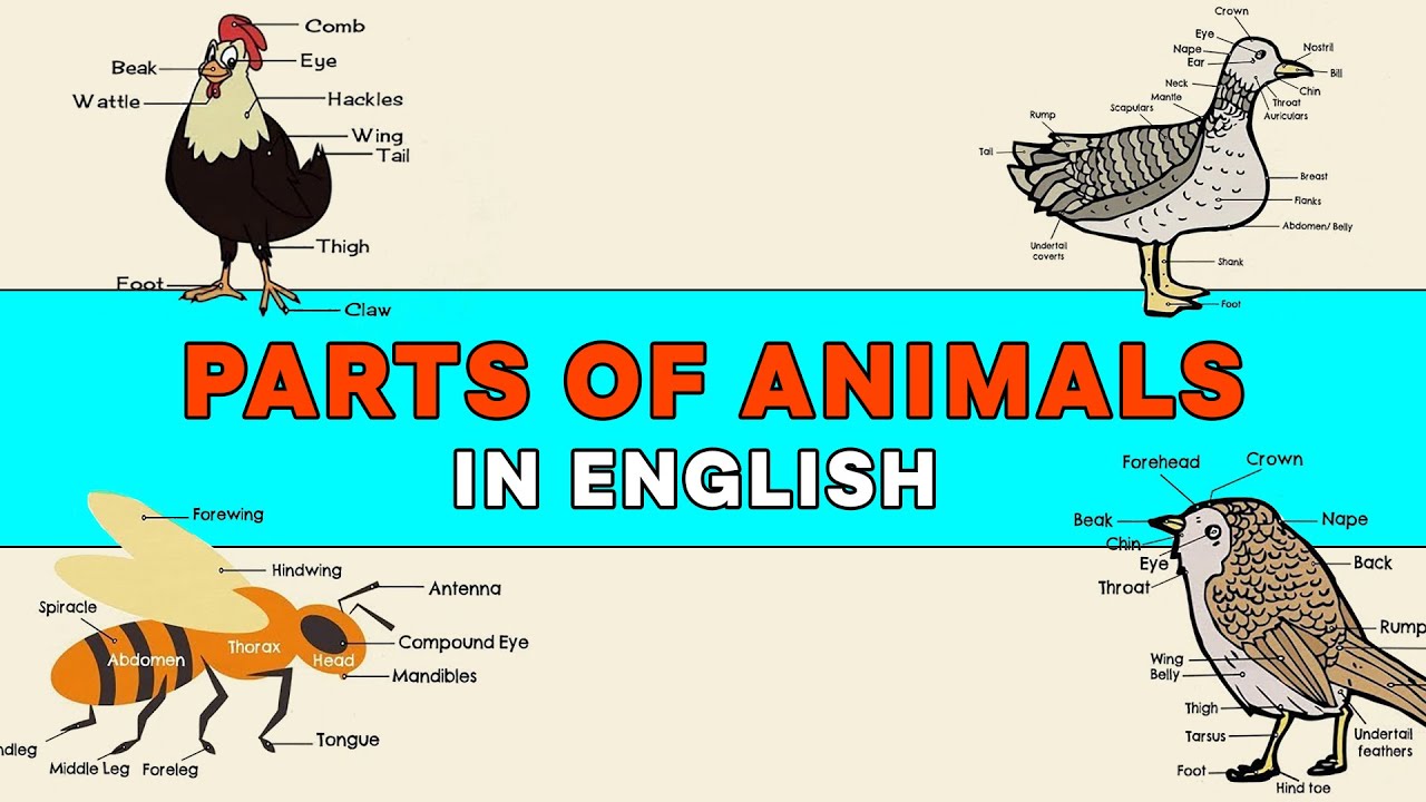 Parts of a Chicken | Duck Body Parts | Parts of a Bird | Parts of a Bee