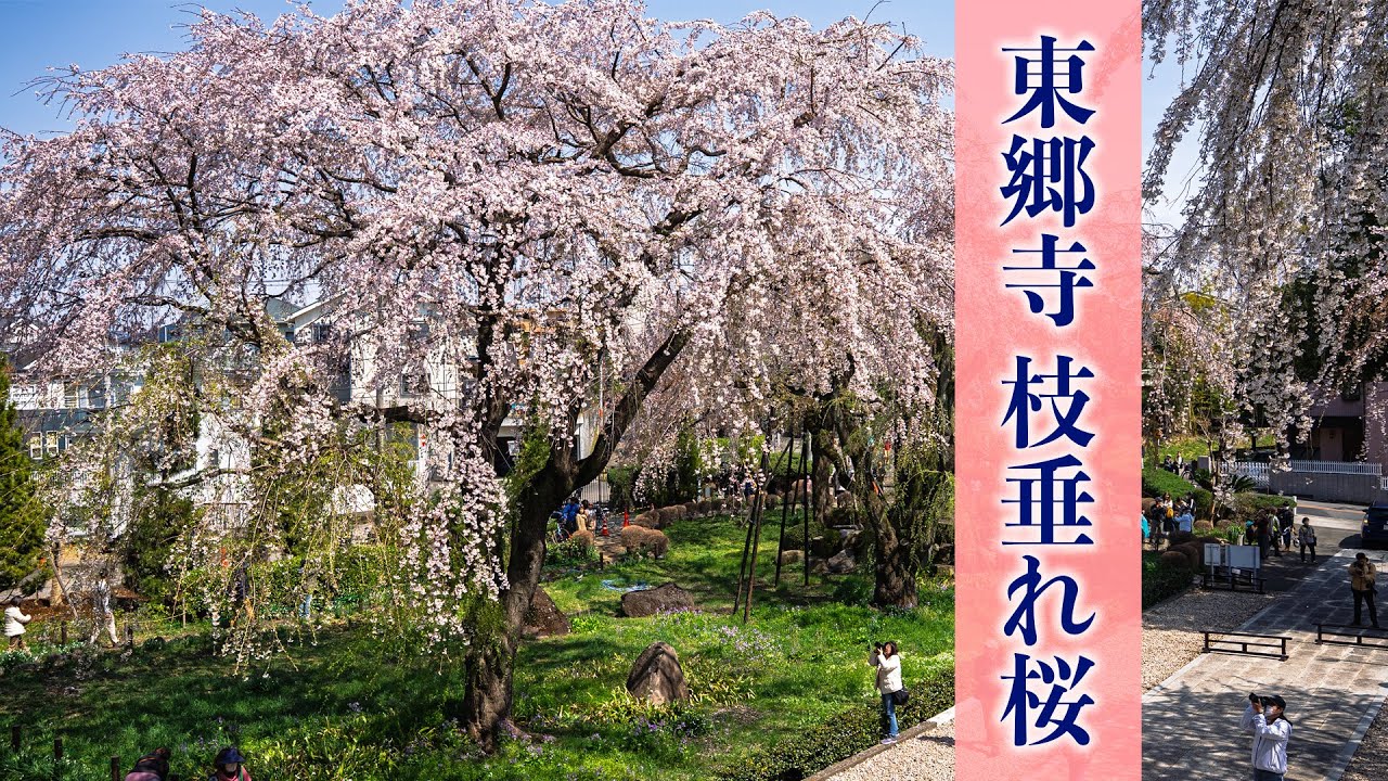 『東京 最高の枝垂れ桜』東郷寺 枝垂れ桜【桜2025🌸】Togoji Temple Weeping Cherry Blossoms