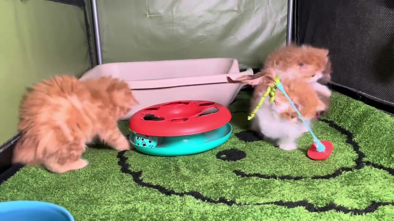 High Desert Persians S’mores kittens
