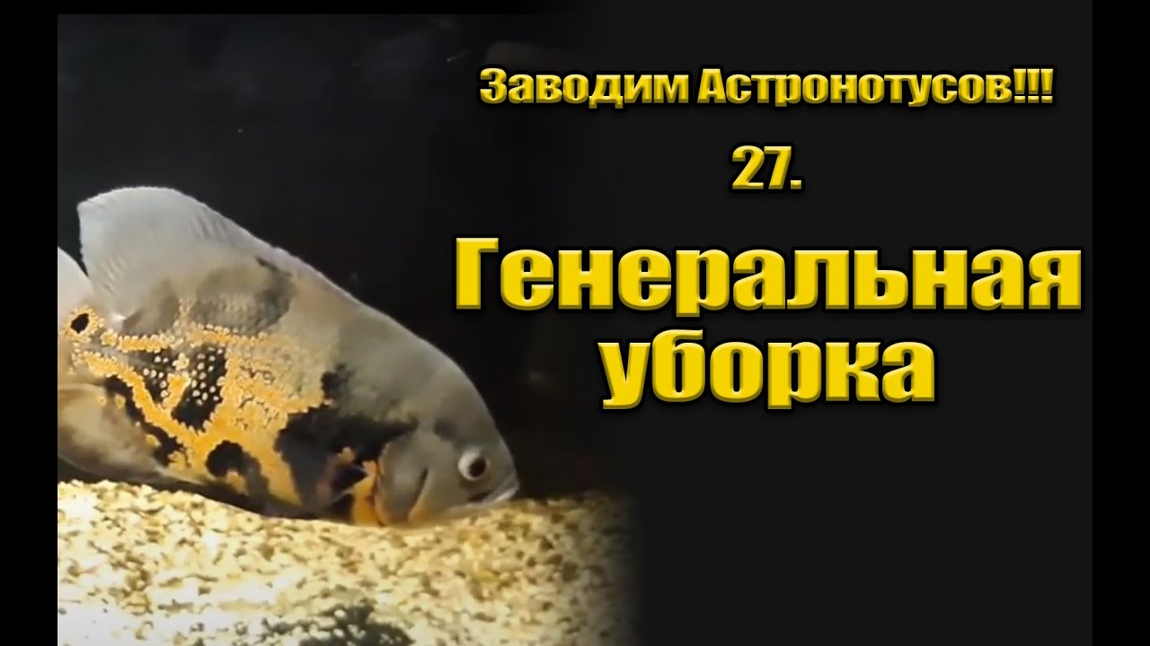 Заводим Астронотусов!!! 27. Генеральная уборка.