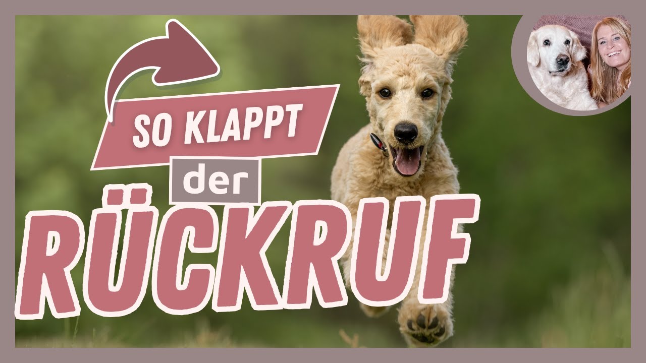 RÜCKRUF beim Junghund? 👉 KOSTENLOSER Blick in den Junghundekurs