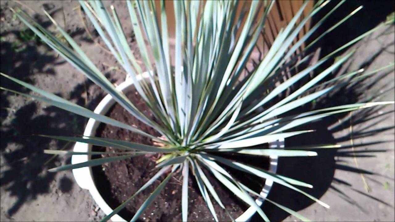 Malinotruskawka,paulownia,yucca rostrata,trawa pampasowa,maurelli 21 07 2013