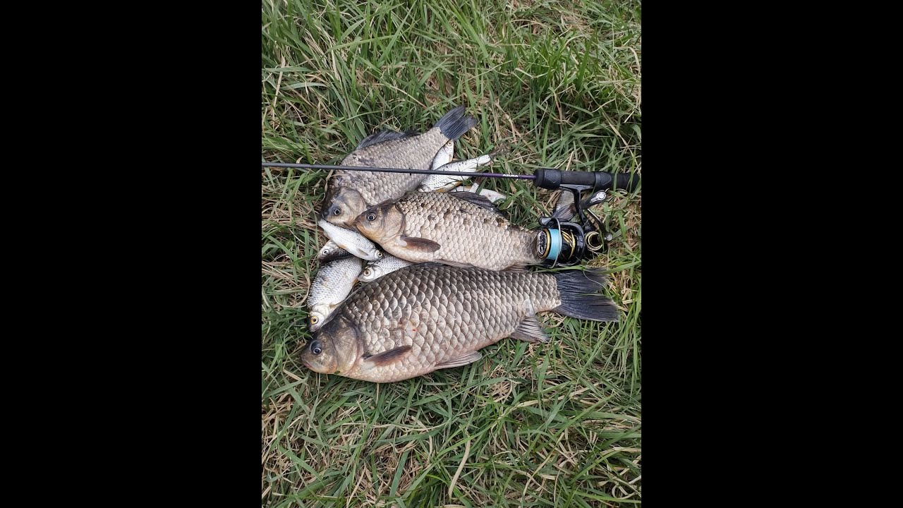 Fire de finete Azura braidX4 (Sawada, Kenshin, Kinetik)..si sfaturi utile..magazin LuckyFish