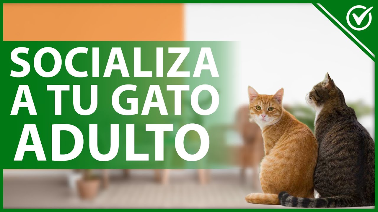 🐈 ¿Cómo SOCIALIZAR a mi GATO ADULTO de la manera correcta? - Convivencia felina 🐱🐈
