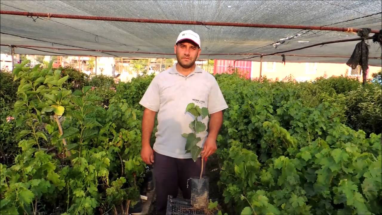 Urmu Ekşi Kara Dut Meyve &Ouml;zellikleri Yetiştiriciliği ve Fidan Satışı