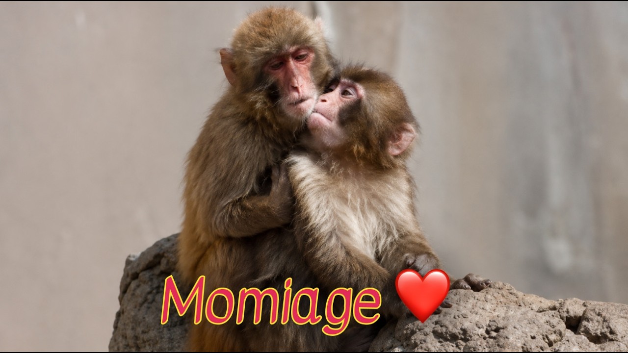 💔🐒 After Everything Punch Went Through&hellip; Momiage Became His Comfort 🥺❤️