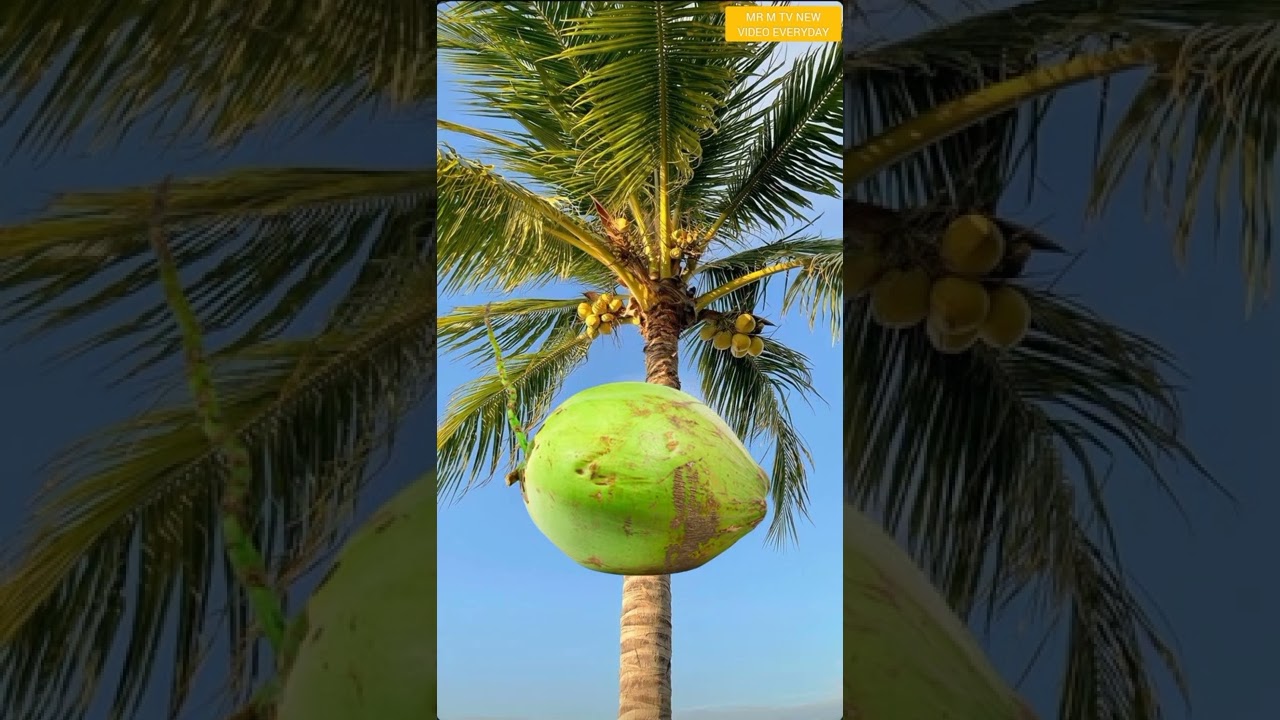 Slomotion Video Falling Coconut #shorts #fruitsurprise