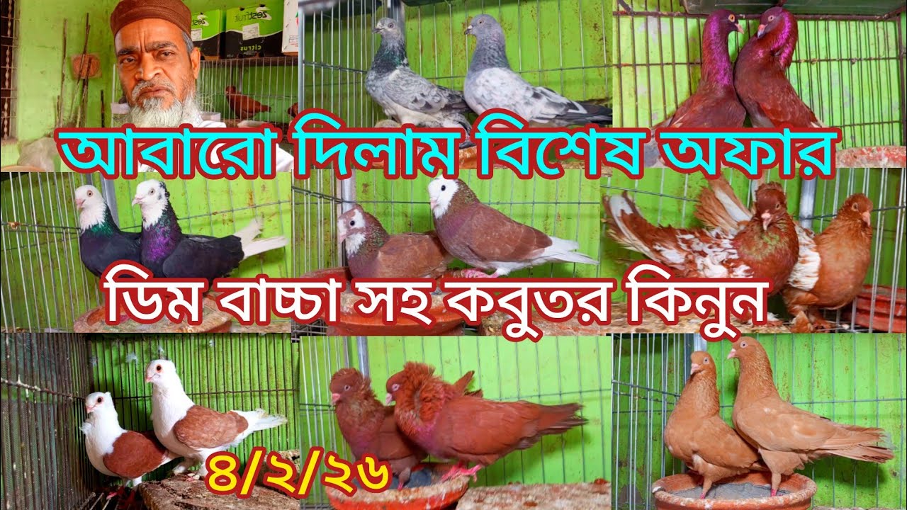 আবারো দিলাম বিশেষ অফার ডিম বাচ্চা সহ কবুতর কিনুন নুর আলম বাবু ভাইয়ের খামার থেকে
