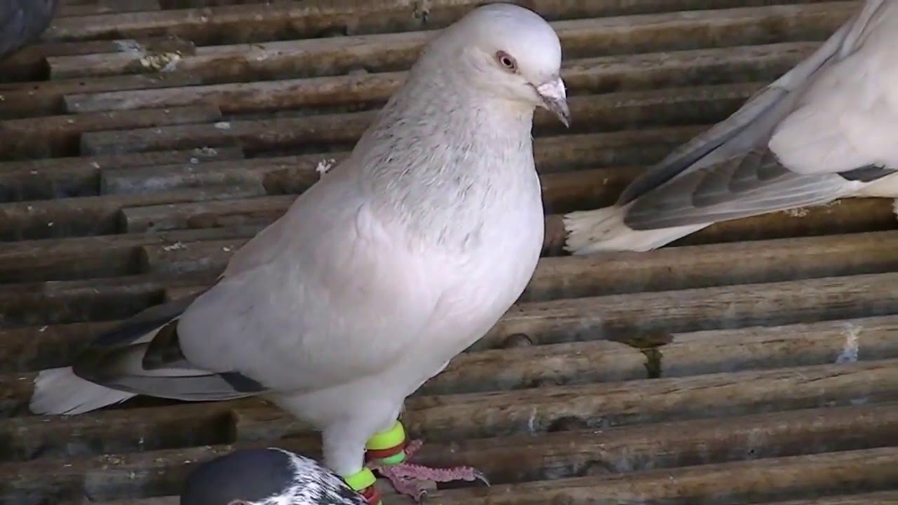 Kaftar Afghani, Afghanische Tauben, Afghaanse Duiven, Afghan Pigeons, Kaftare Afghani