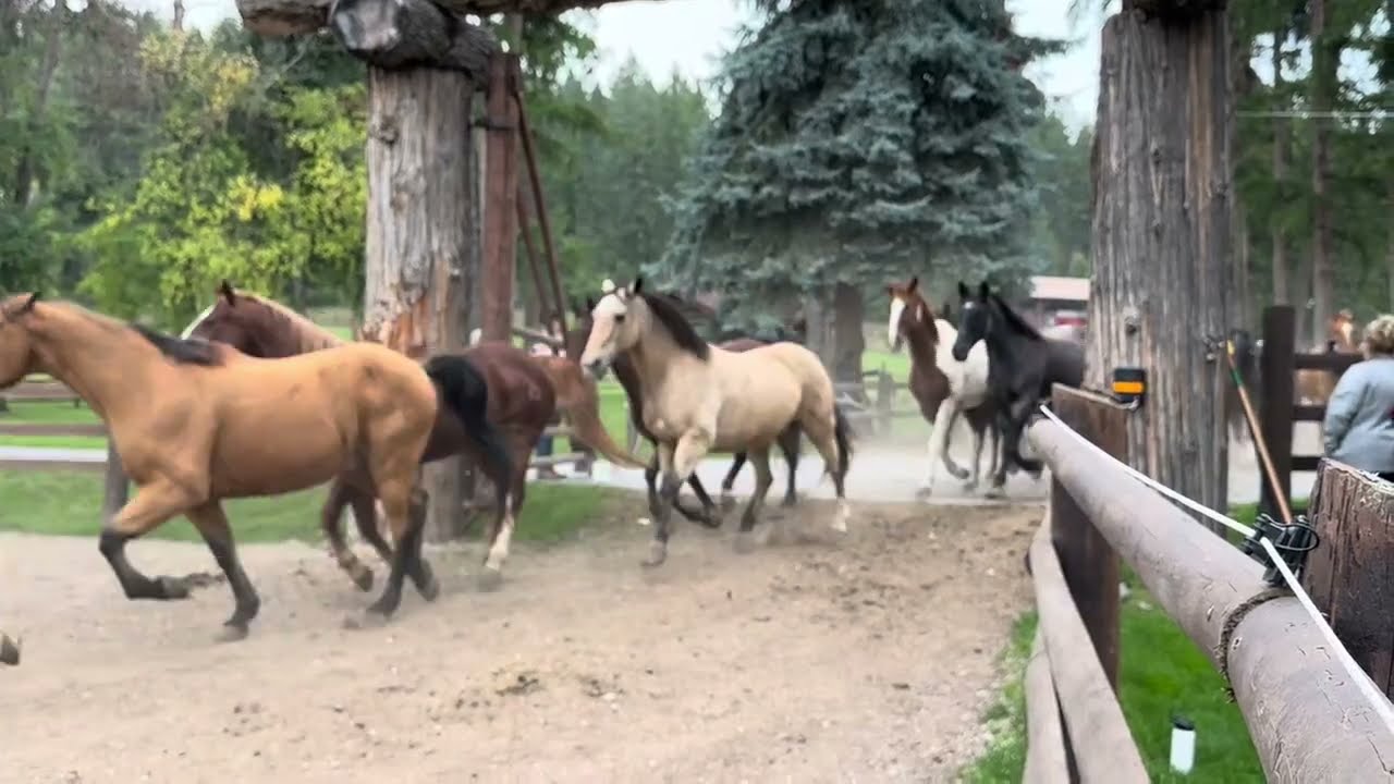 Flathead Lake Lodge -  Horses let out to the Pasture - wait for Merlin at the end!!