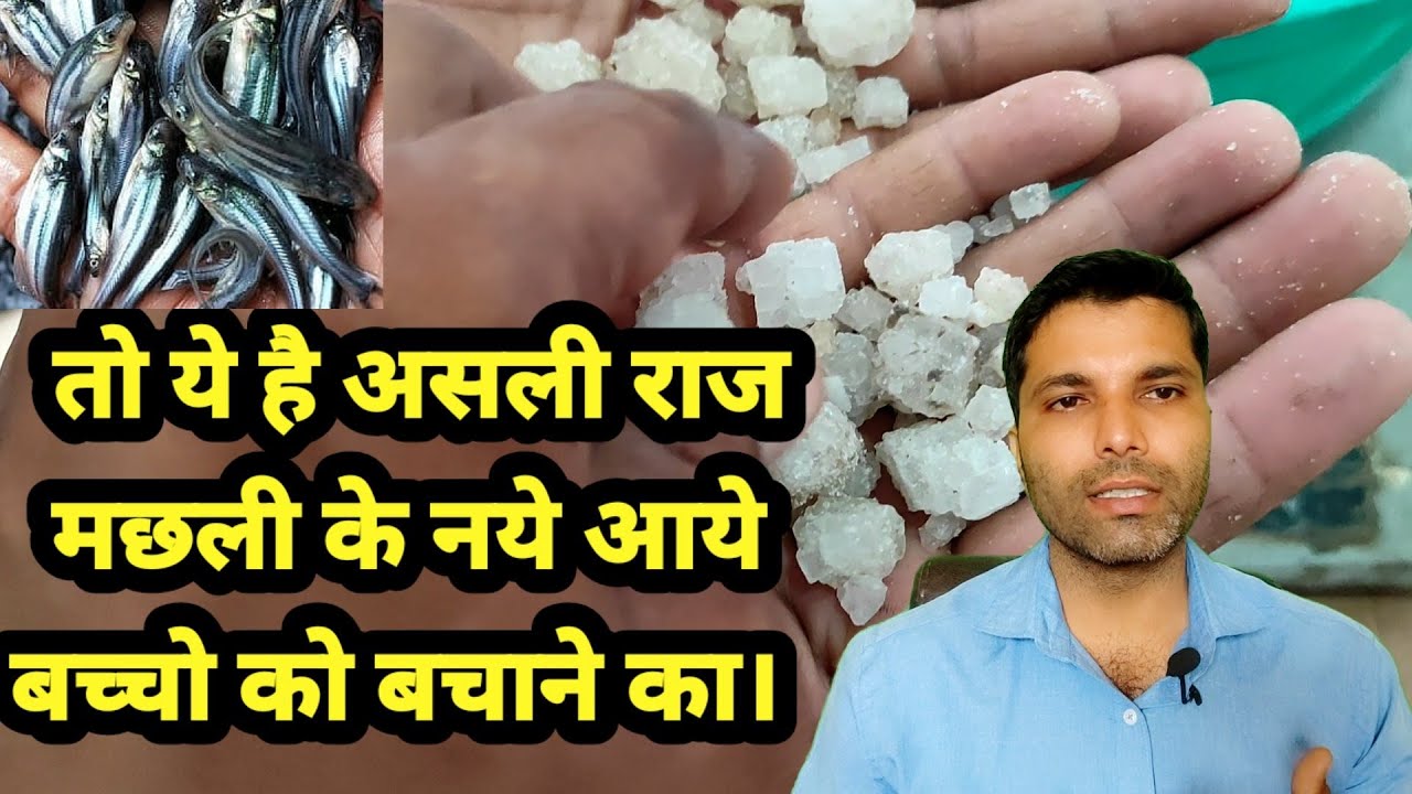 पंगास मछली के बच्चे तालाब मे डालने के बाद ये खिलाइये ।