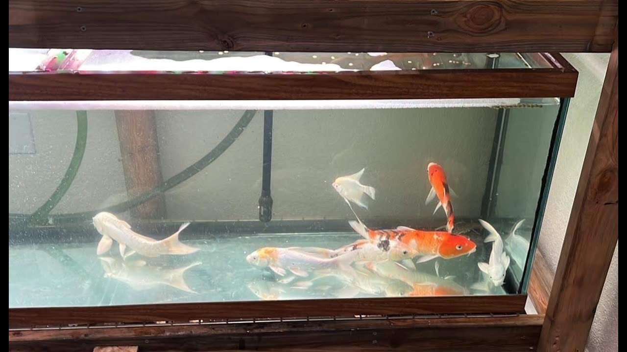 KOI FISH RESCUE