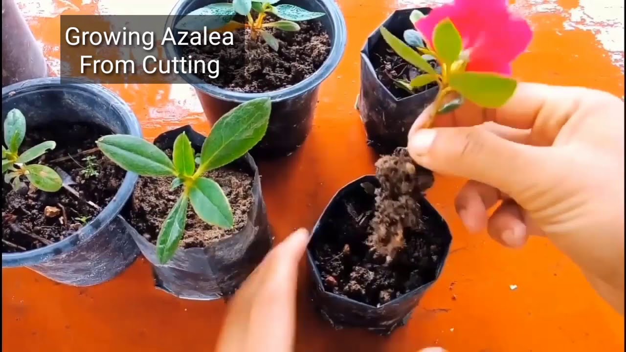 How to grow Azalea from cutting | Easiest Way To Grow Azalea