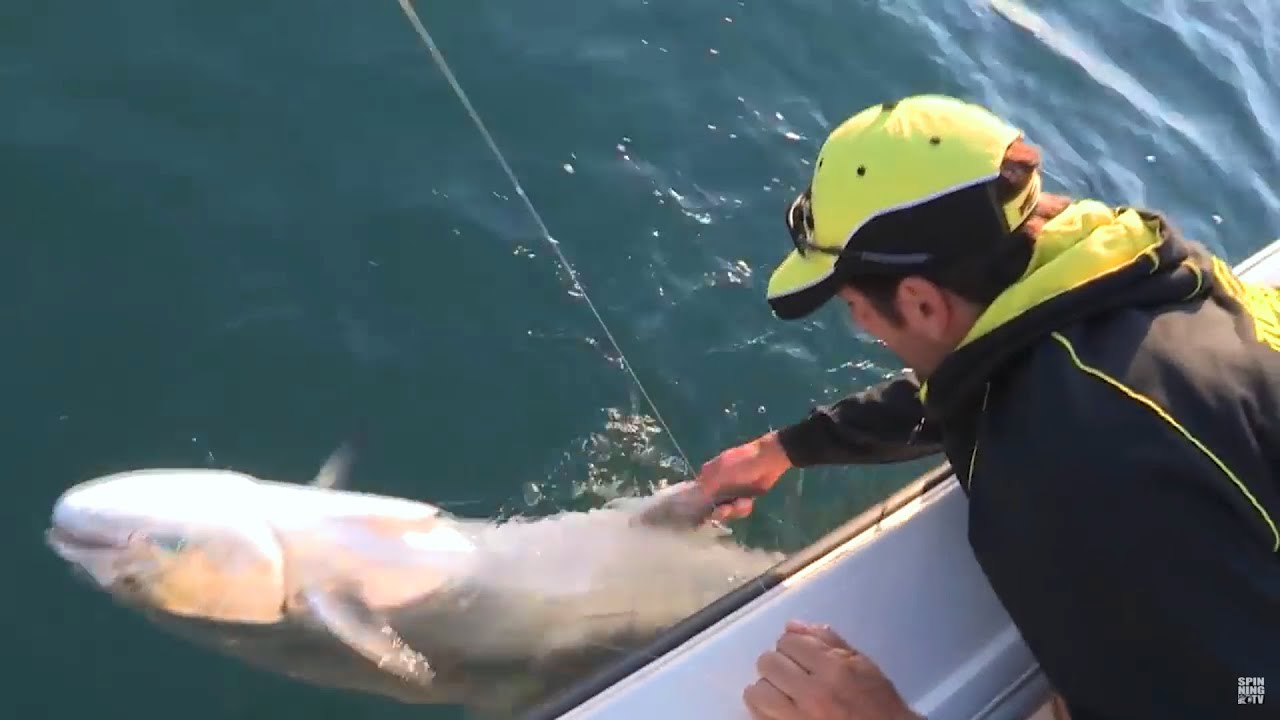 PESCA LECCIA AMIA A SPINNING DA BARCA: PESCE PREDATORE ABBOCCA A CEFALO FERRATO SU JIG ARTIFICIALE