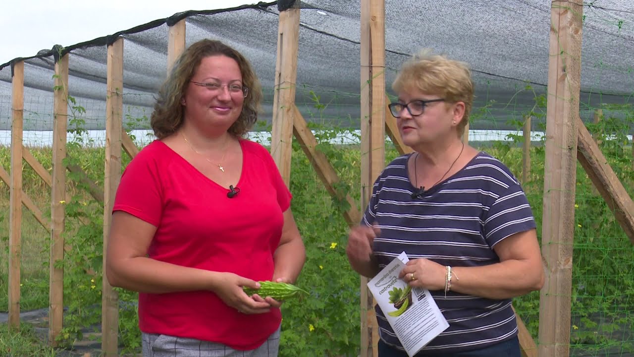 &Icirc;n grădina Danei: beneficiile şi modalitatea de cultivare a castravetelui amar (@TVR1)