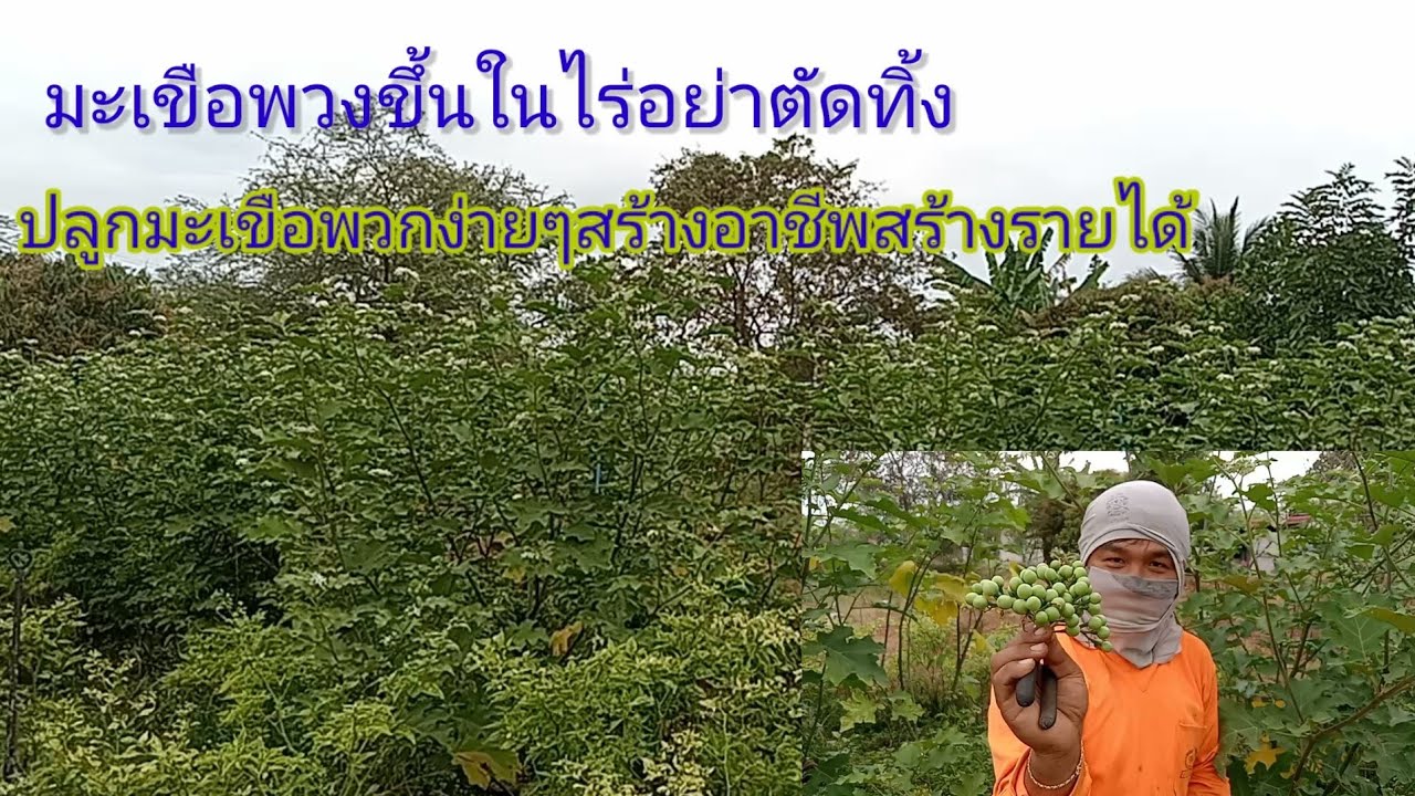 EP. 46 พาเก็บ #มะเขือพวง /รายได้ดี