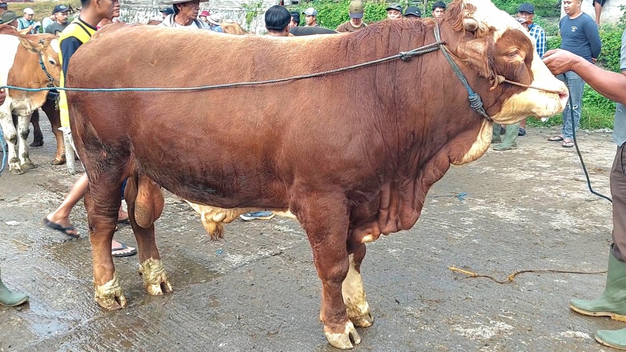 37 JUTA‼️ SAPI SIMENTAL SUPER PASAR SAPI PURWANTORO
