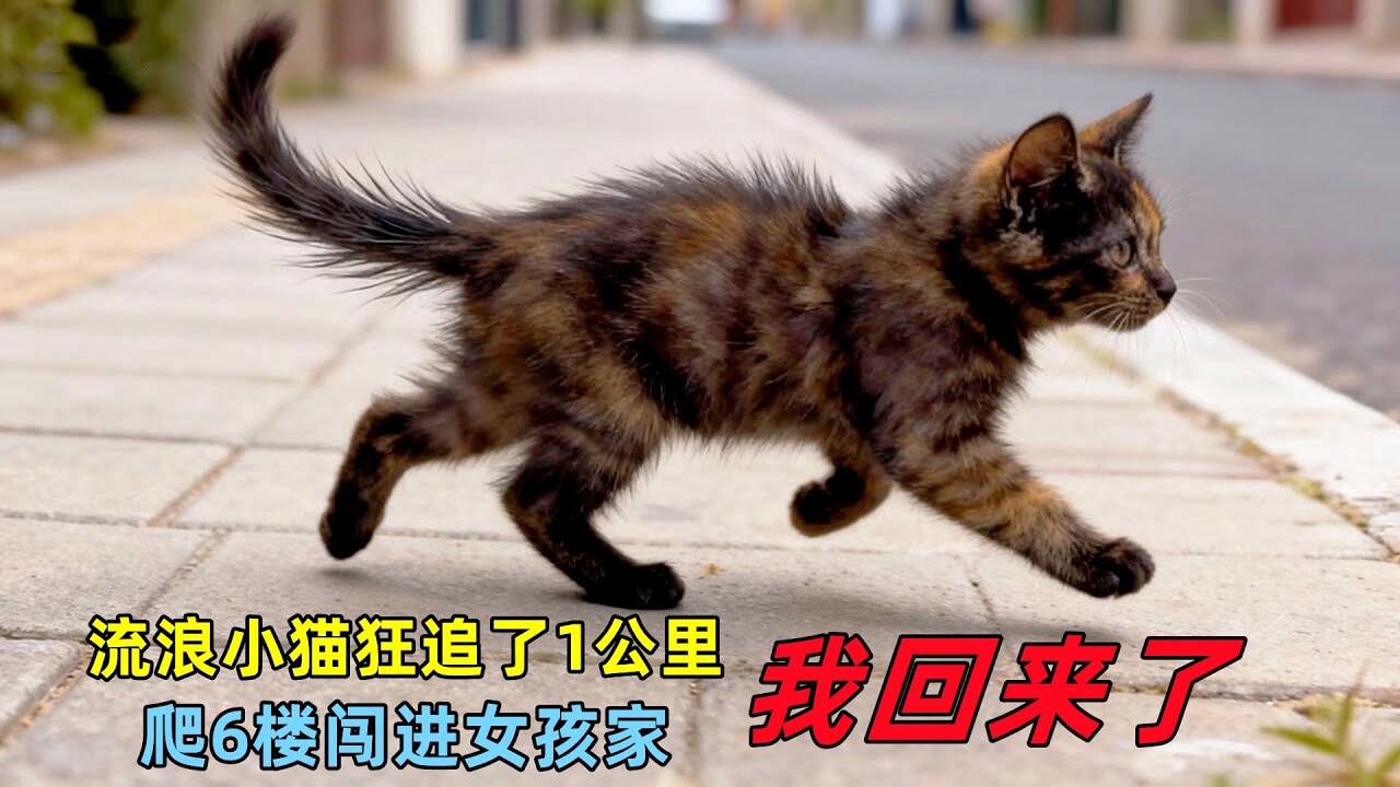 妈！我回来了，流浪小猫狂追了1公里，爬6楼闯进女孩家
