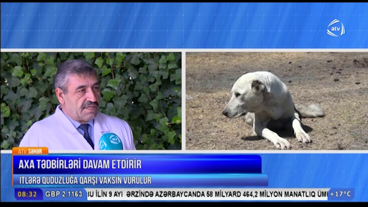 17.10.2019 / ATV Səhər / Sahibsiz itlərdə quduzluq xəstəliyinə qarşı peyvəndləmə aparılır