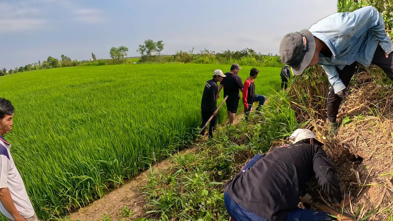 Thấy da lột ở đằng xa, mằn mò cũng đến được hang của Rắn, đen và đẹp | TGSB #792