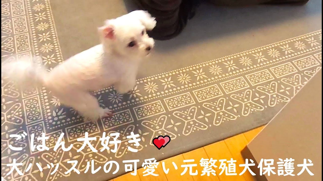 ごはん大好き大はしゃぎ♪クルクル華麗に舞う元繁殖犬保護犬マルチーズのニコちゃん☺おもしろかわいい動画