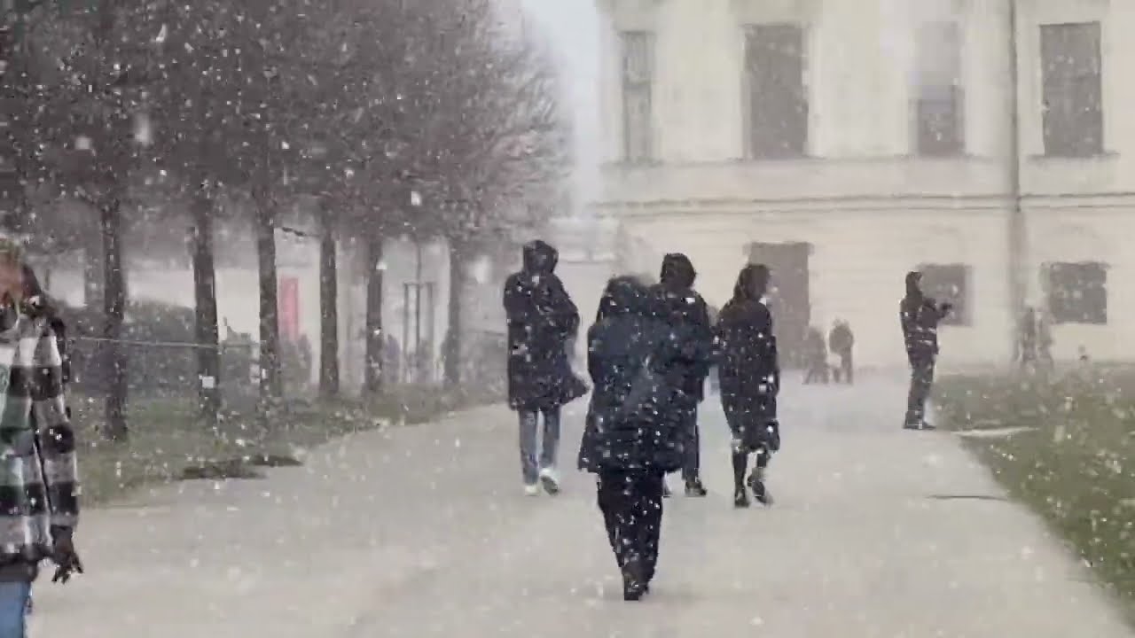 Schneesturm im Park in Wien #vienna #birds#snowstorm