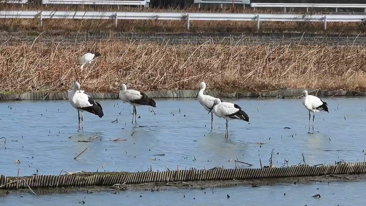 鳴門コウノトリ 2025/12/22 撮影 成長記録 徳島県鳴門市