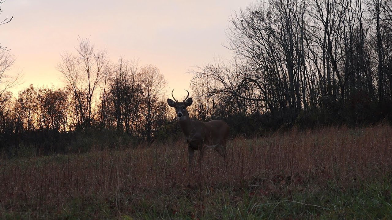 Buck at 5 yards! Hunting prime rut