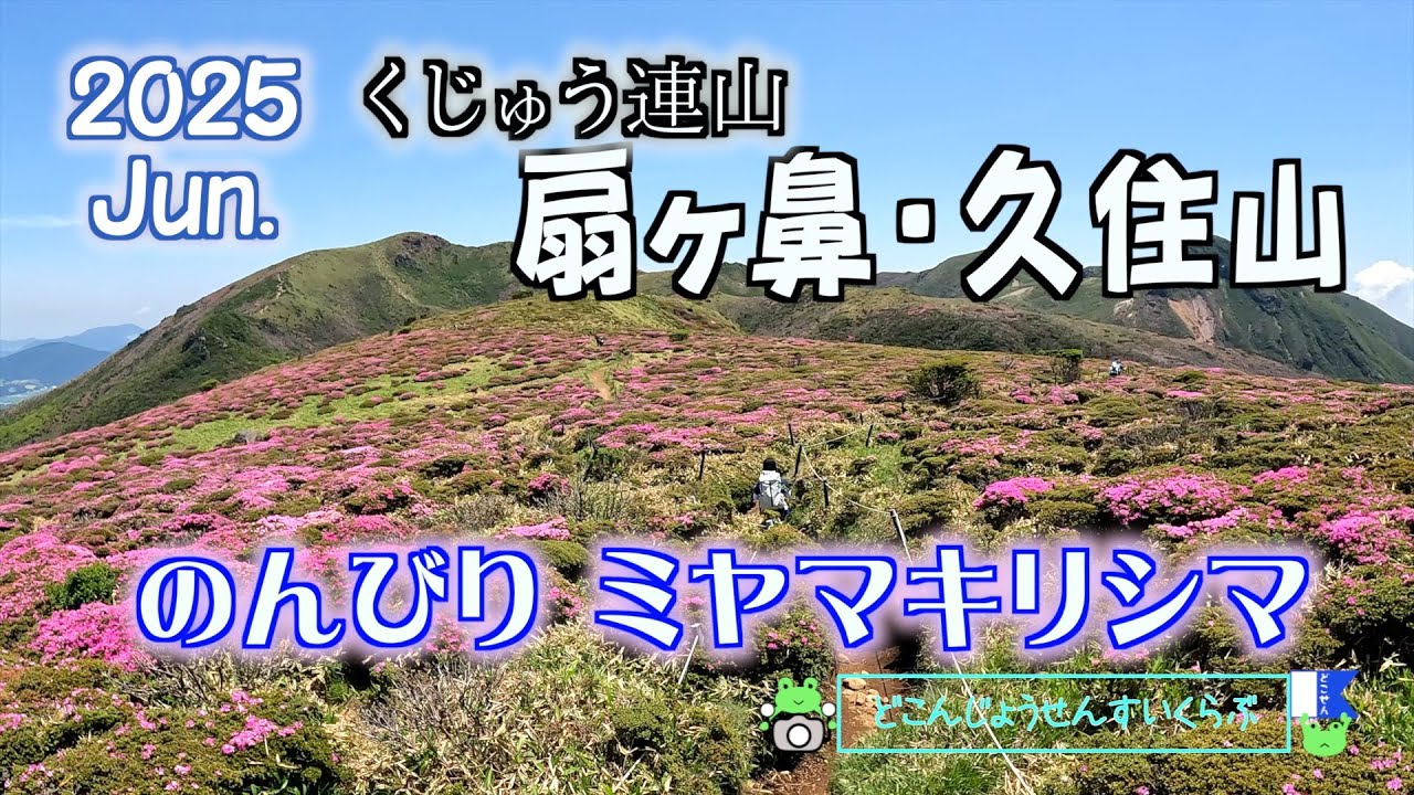 【扇ヶ鼻・久住山(くじゅう連山）】今年最後のミヤマキリシマが素晴らしかった！