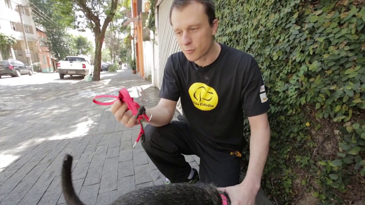 Tirando dúvidas sobre o uso da coleira do tipo cabresto!