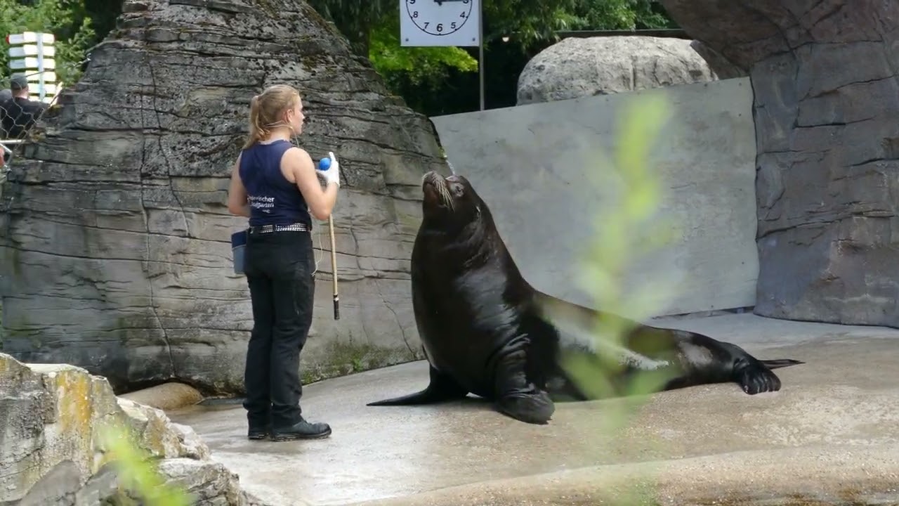 Fütterung der Seelöwen im Zoo Karlsruhe