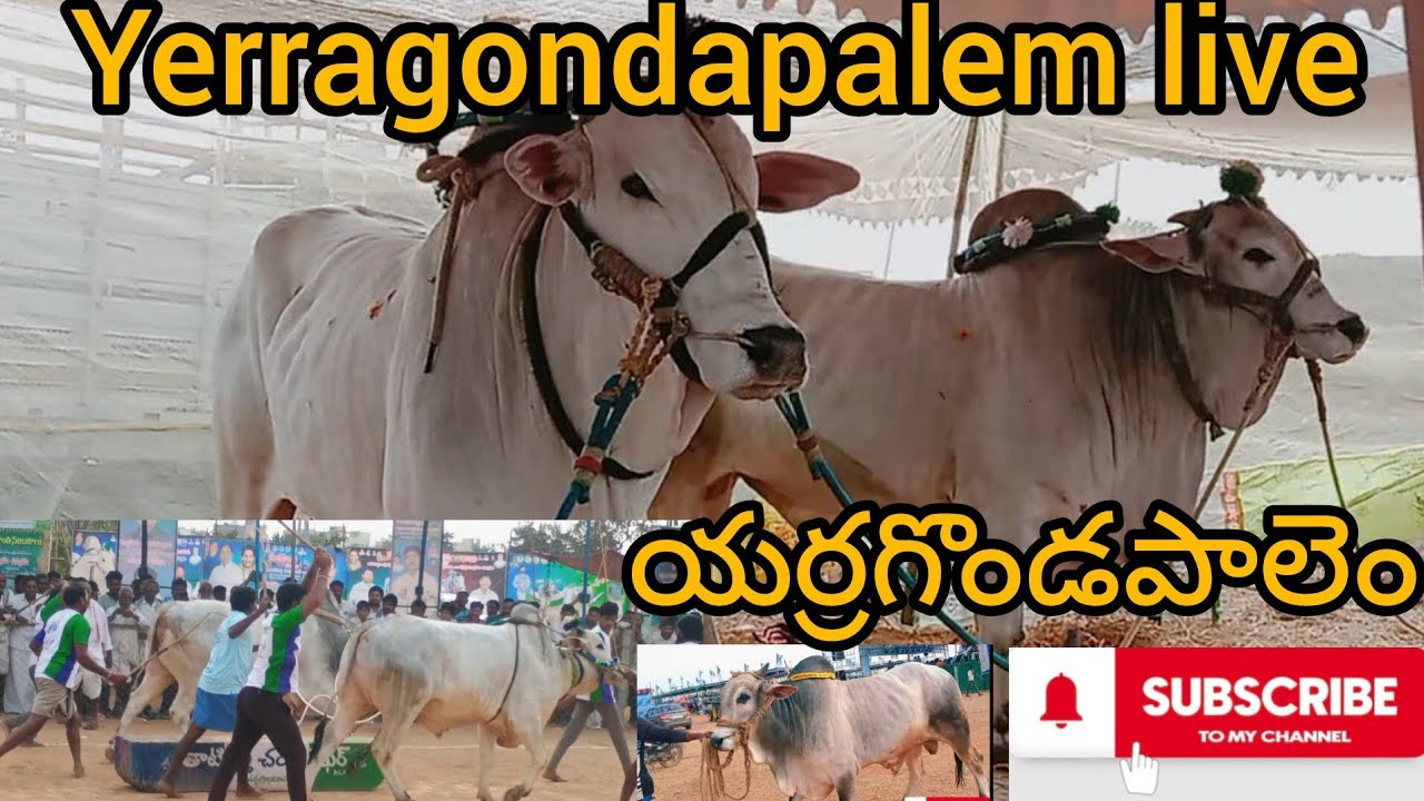 Yerragondapalem bulls race live 😍 | No party feeling only Bulls🐂🐂