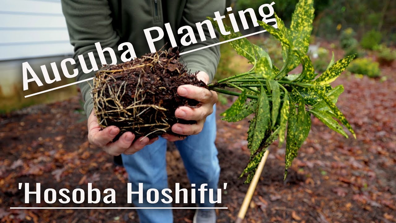Planting a 'Hosoba Hoshifu' Aucuba - Great Shade Color