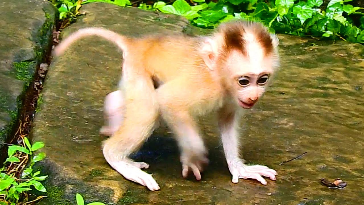Lovely baby monkey Leo play very fun & Mama Libby protect him