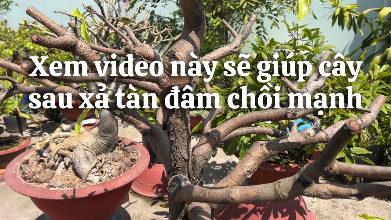 Xem viveo này sẽ giúp cây đâm chồi mạnh sau xả tàn // 14-1 âl 