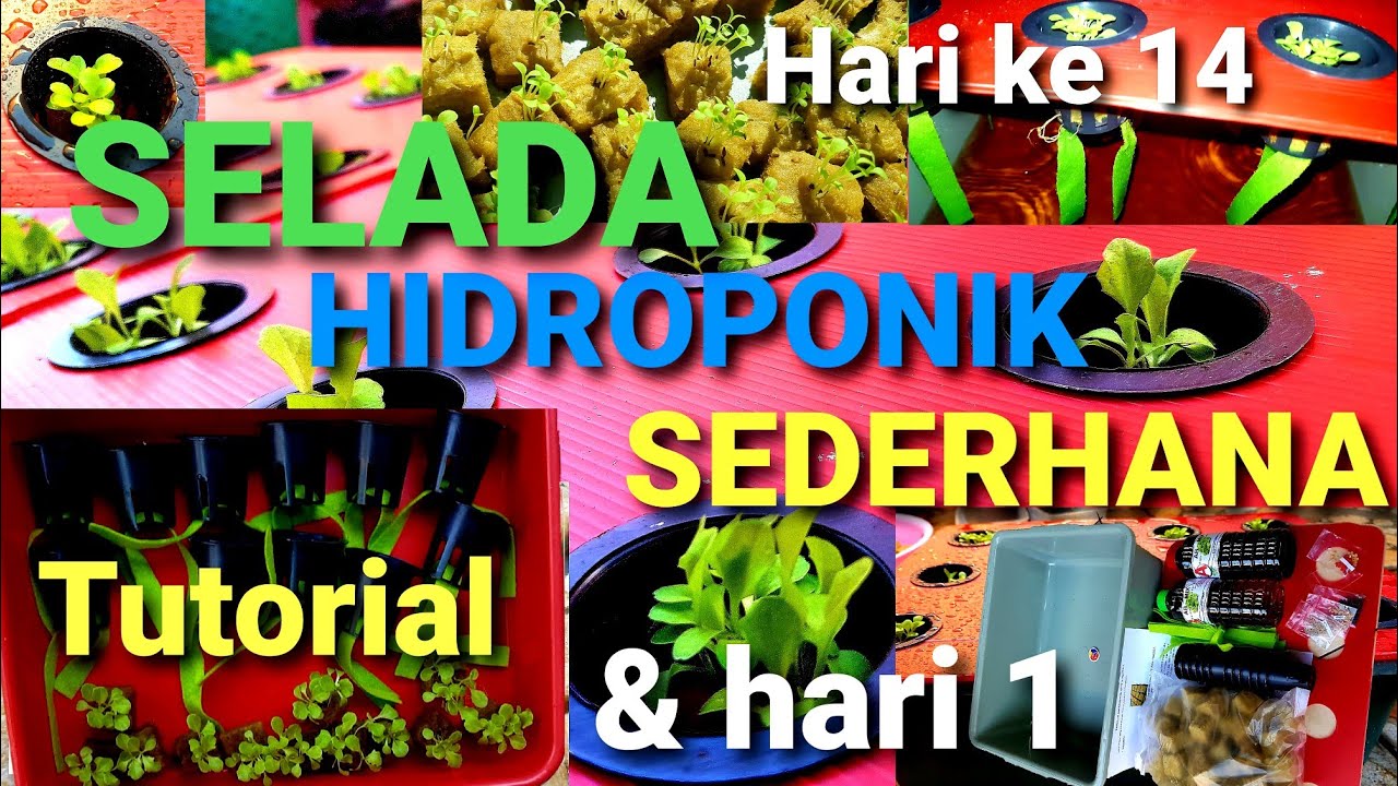 SELADA HIDROPONIK SEDERHANA ( TUTORIAL & HARI 1 )