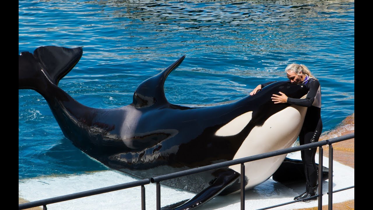 Everyone loves Marineland | Amusement Park |  Zoo  #marineland #NiagaraFalls #easycookingwithdia