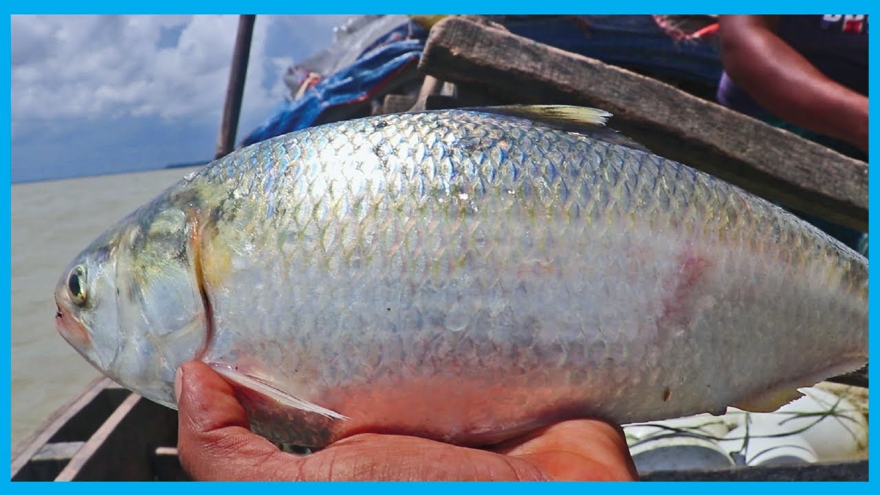 Big Hilsa Fish Catching Skill by Hilsa Fishers