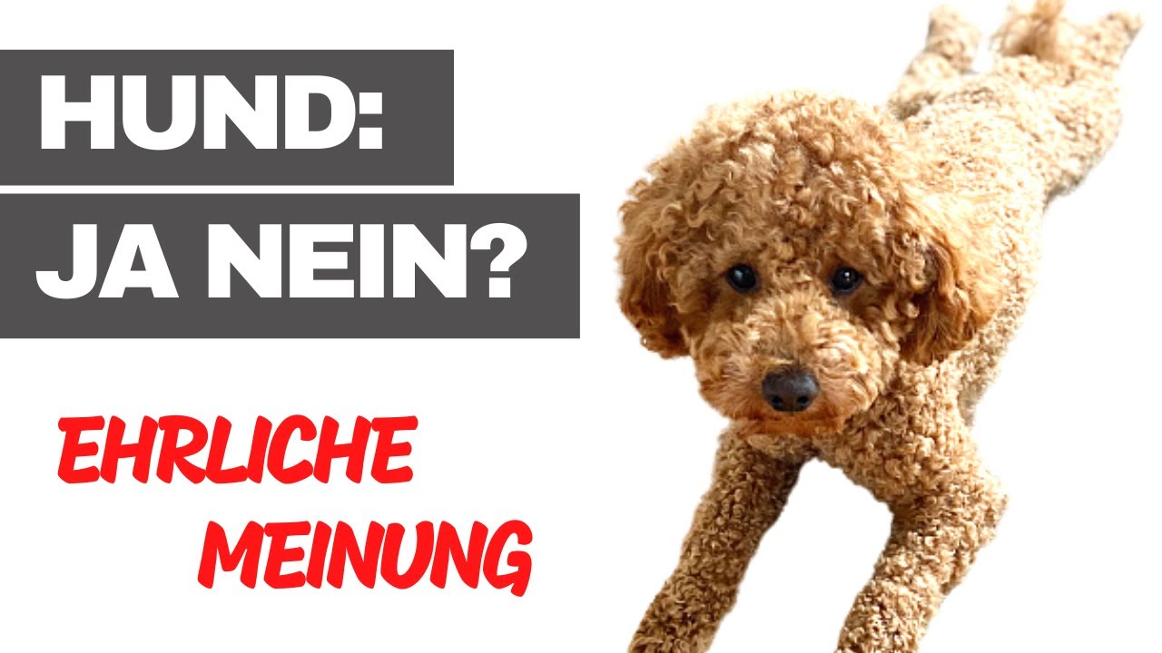 Hund JA oder NEIN? - Selbstversuch: Wir haben Moki 10 Tage abgegeben & Reaktion bei der Abholung