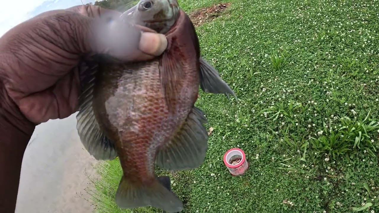 Bream bluegill fishing 🎣 loaded in one spot 