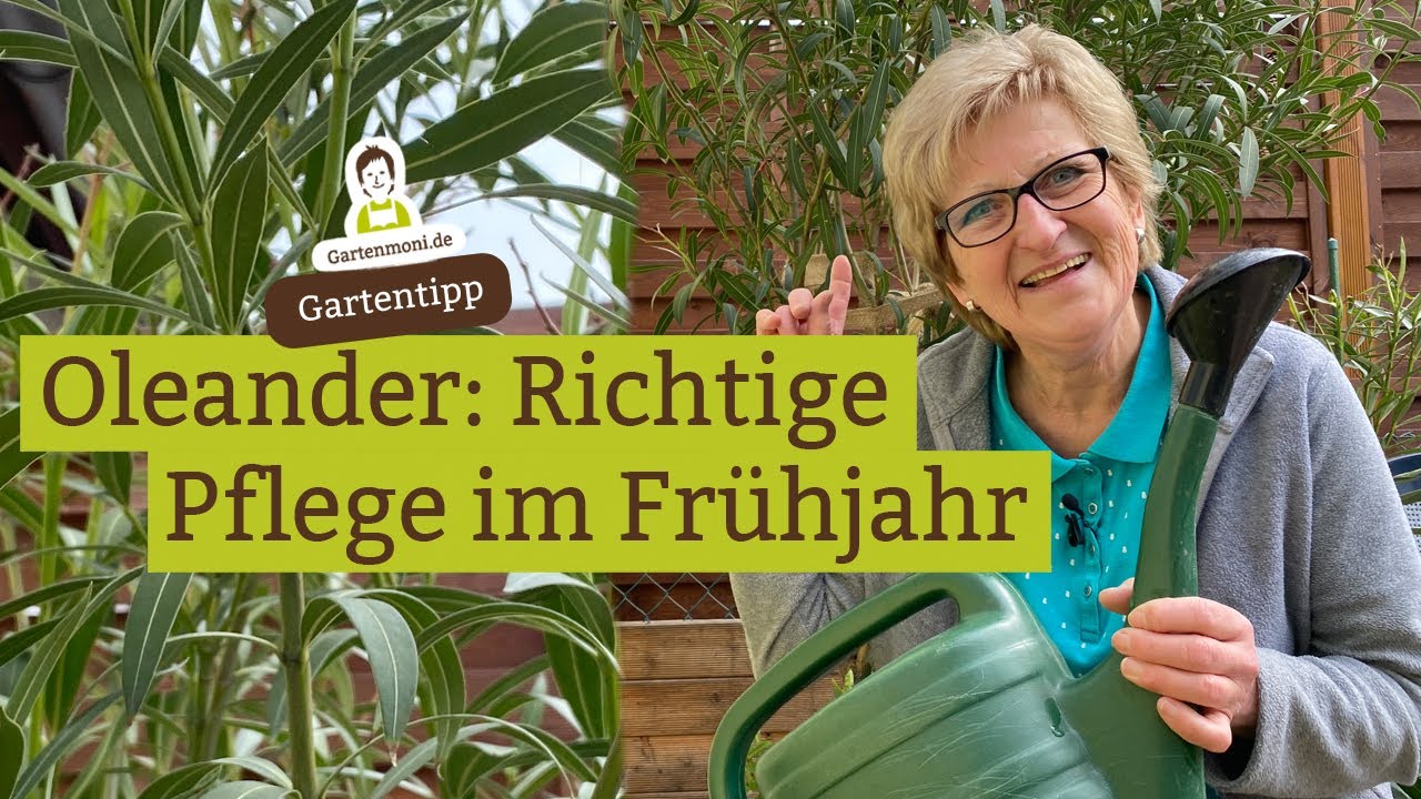 Oleander im Frühjahr richtig düngen und gießen