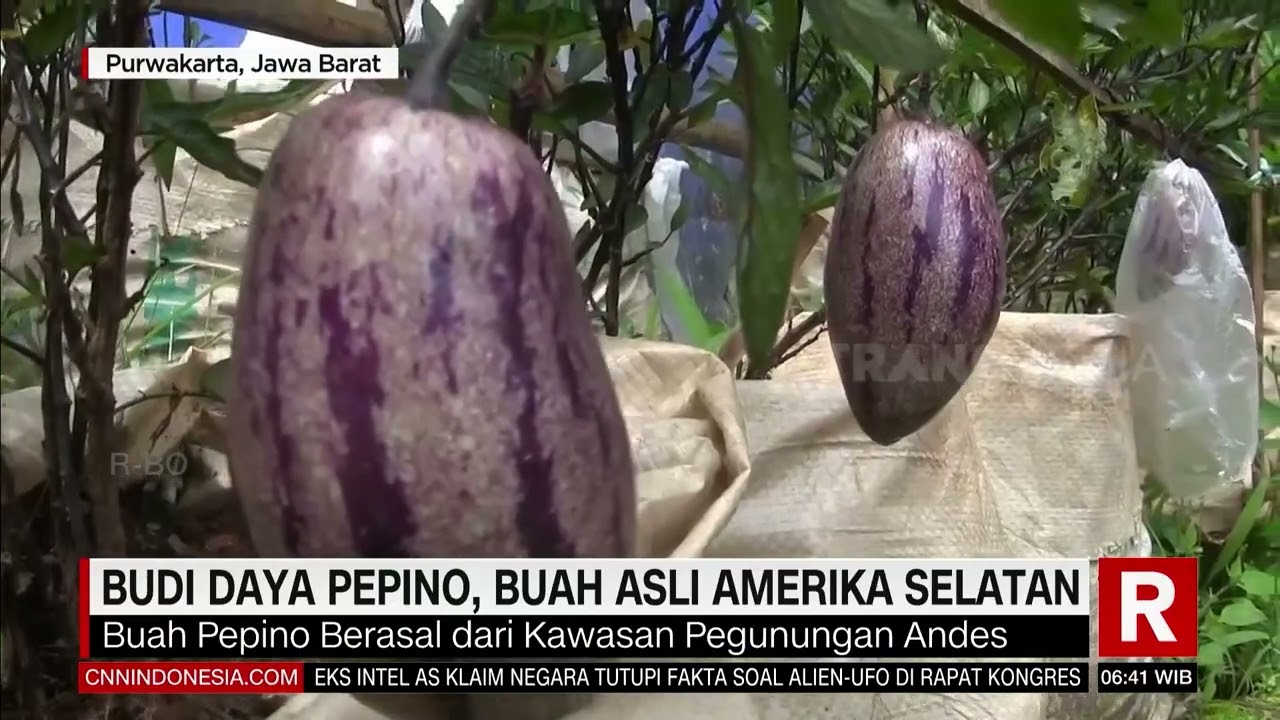 BUDI DAYA PEPINO, BUAH ASLI AMERIKA SELATAN | REDAKSI PAGI (27/07/23)