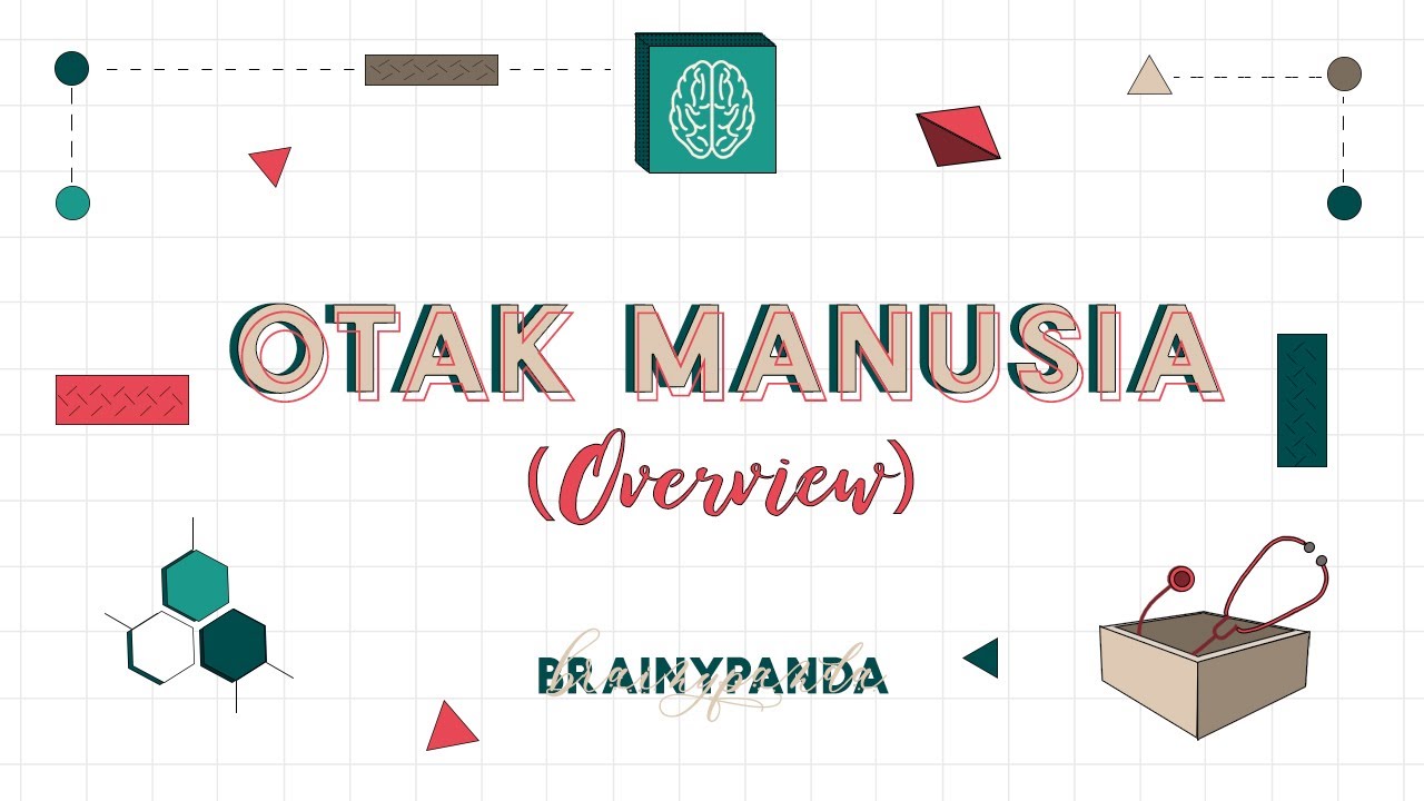 Sistem Saraf: Otak Manusia | Ilmu Biomedik Dasar | Brainy Panda