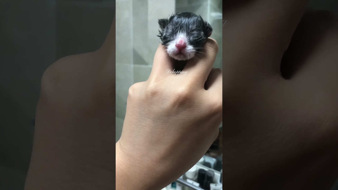 ❤️✨Little kittens say "mama"！