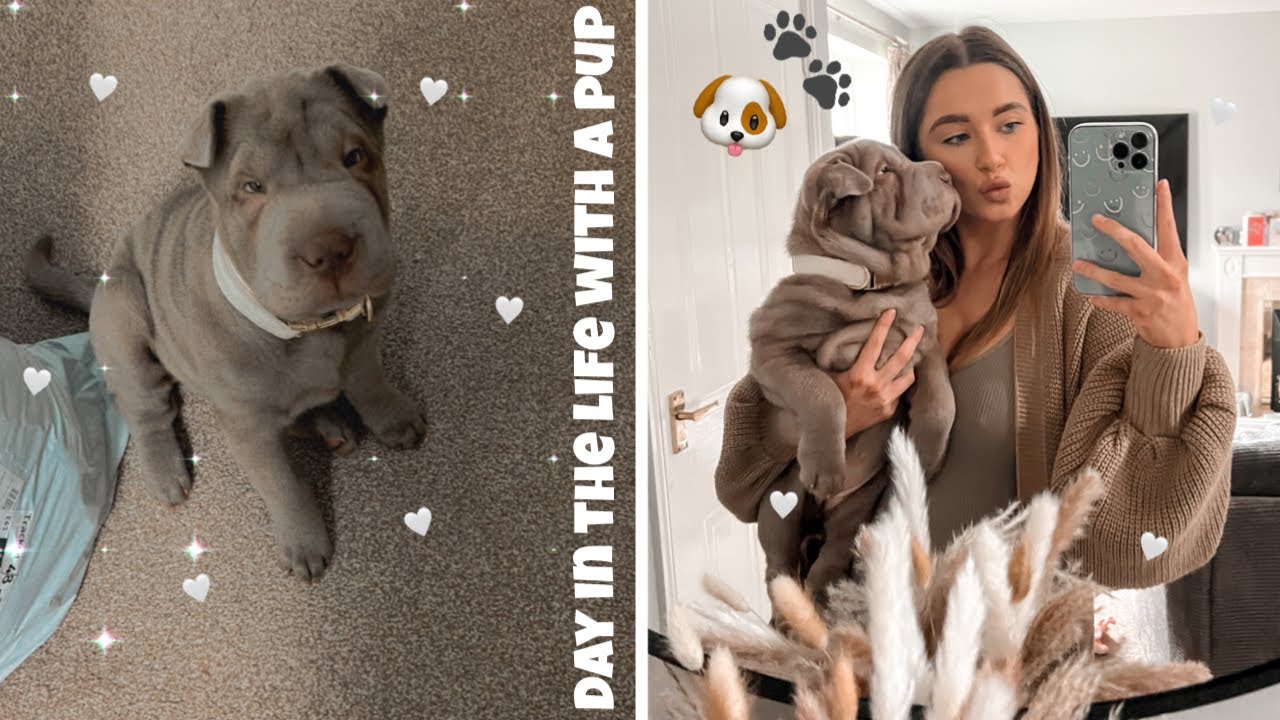 ОДИН ДЕНЬ ИЗ ЖИЗНИ с моим новым щенком!!🐶 Щенок шарпея, распорядок дня, питание и т. д.🐾