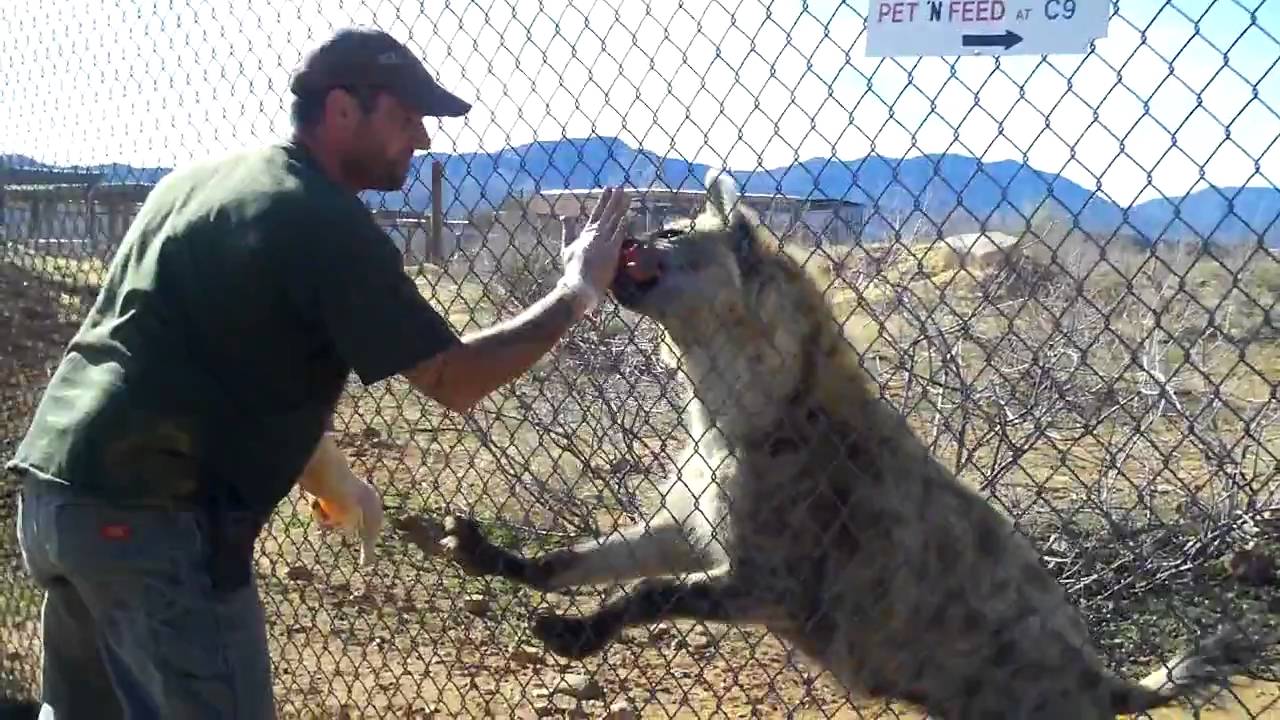 Hyenas Laughing.MOV