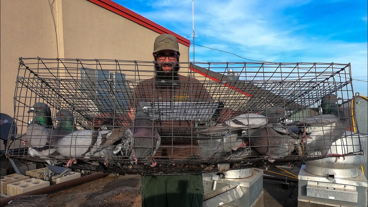 Trapping Nuisance Pigeons! (Pest Control)