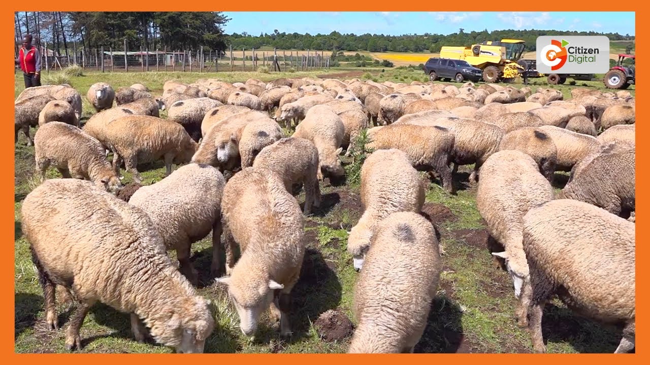 Kenya's Gold Feature | How to rear Romney Marsh sheep